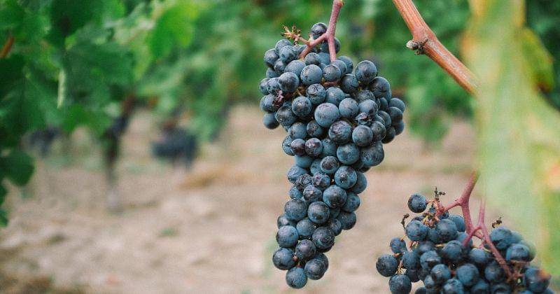 Unsplash/howardbouchevereau