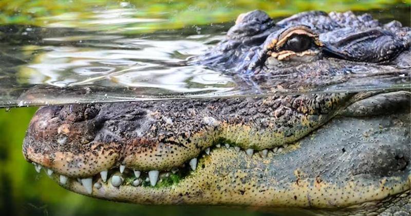 Freepik/user21585500