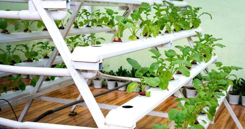 Pexels/Quang Nguyen Vinh