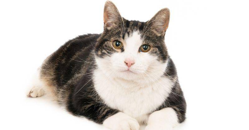 250 Nama Kucing Betina yang Mudah Diingat Inisial N-Z