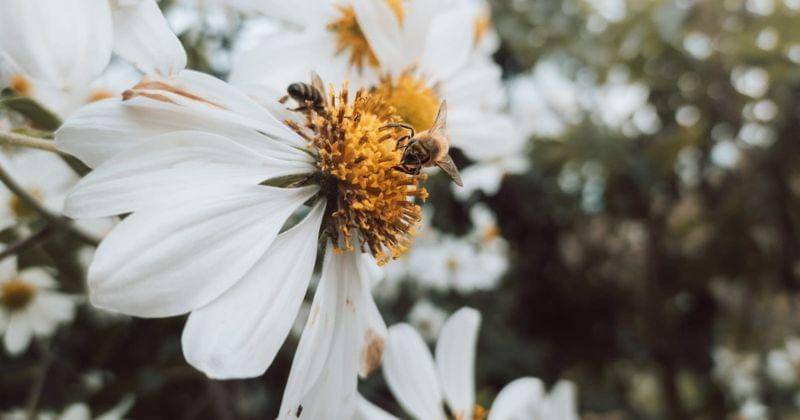 Pexels/Allan Carvalho