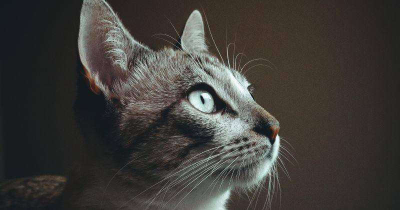 Pexels/Isabella Mendes