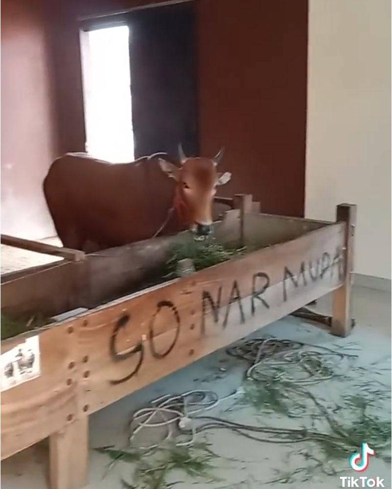 TikTok.com/leonardyoriko