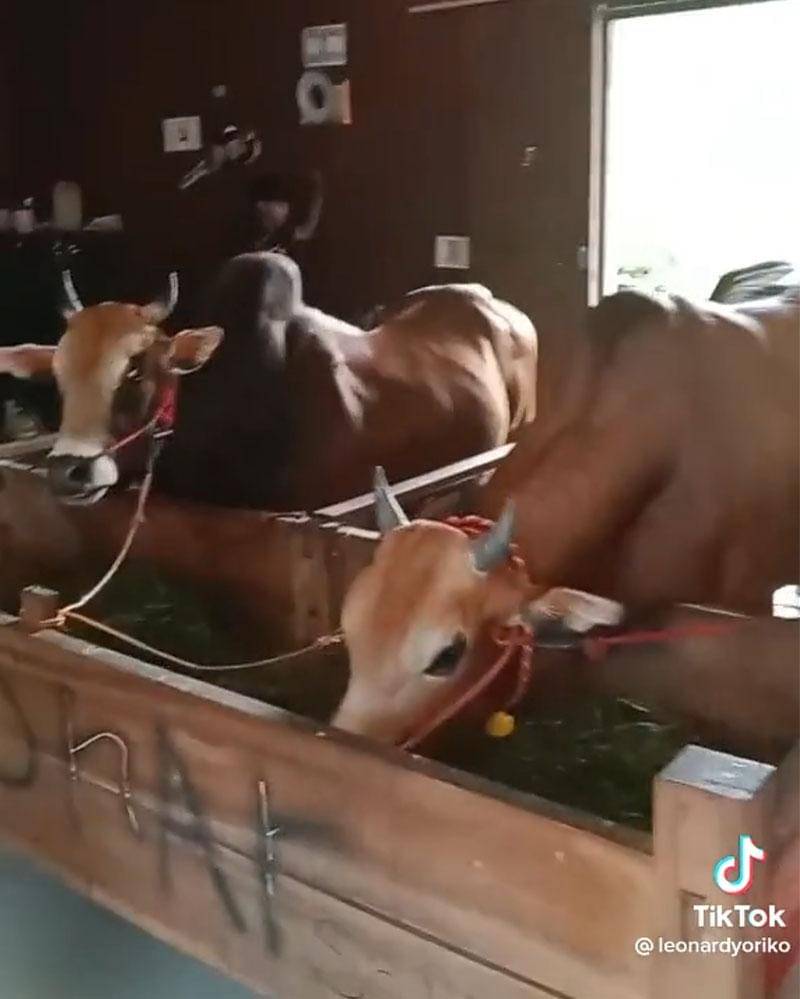 TikTok.com/leonardyoriko