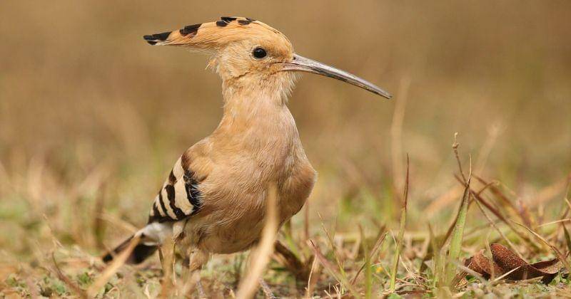 Freepik/vladimircech