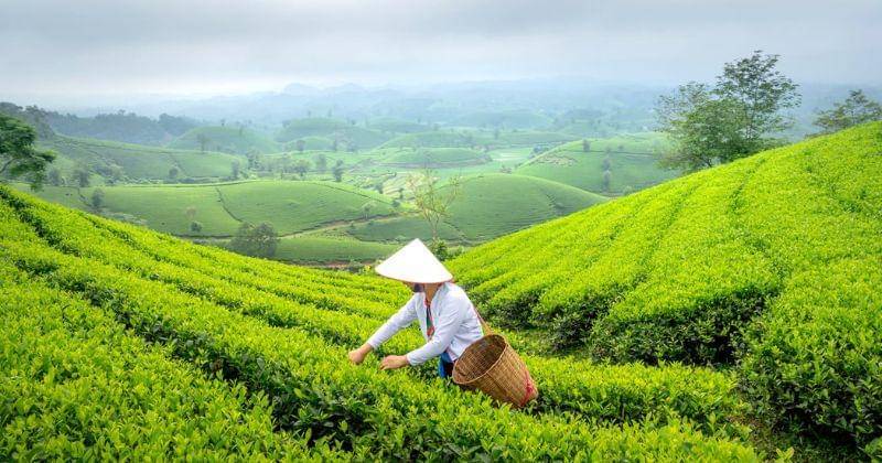 Pexels/Quang Nguyen Vinh