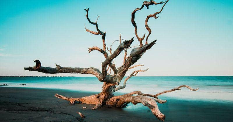 Pantai terbaik - Pantai Driftwood Georgia - Unsplash/Zach Reiner