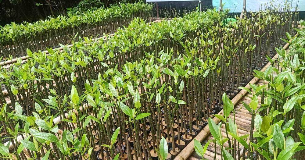 Popmama.com/Sania Chandra