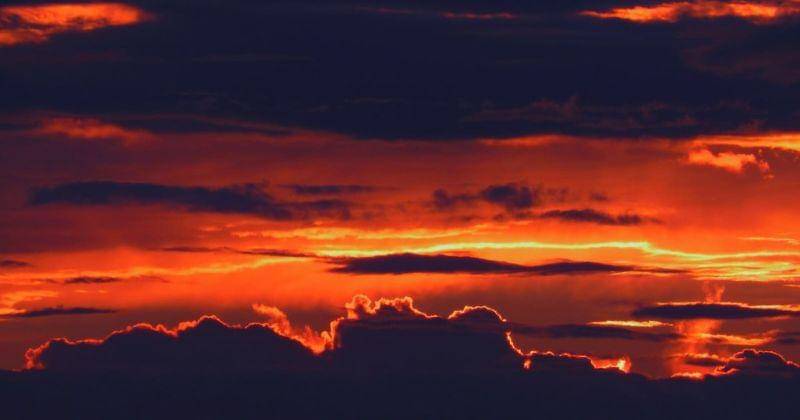 Pexels/Wild_Dog_Dingo