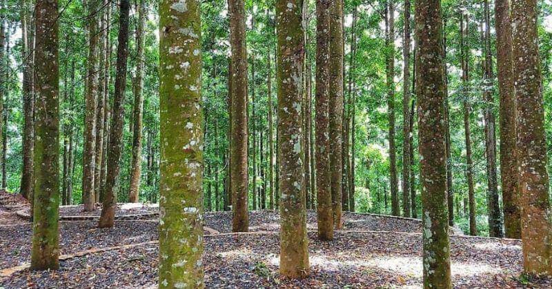 Instagram.com/aganto_seno