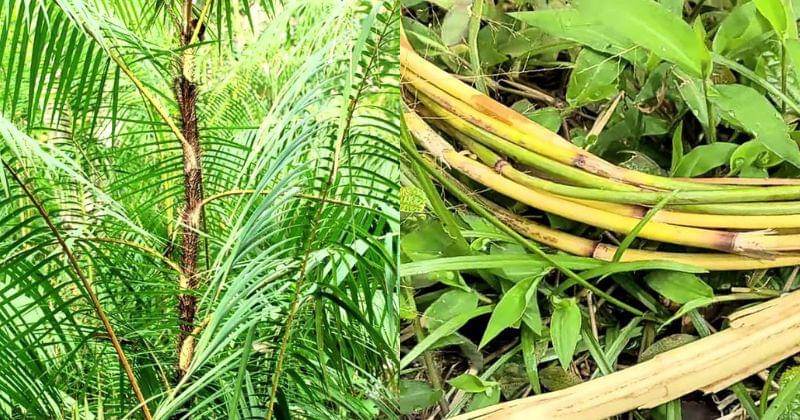 YouTube.com/Timothy Channel