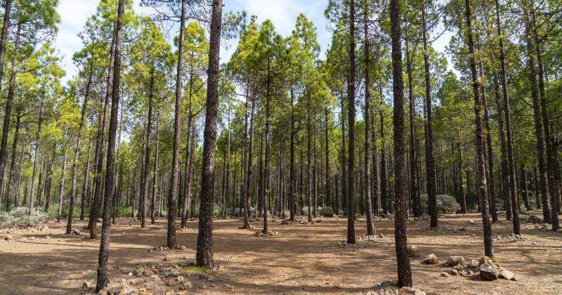 Pexels/Marian Florinel Condruz