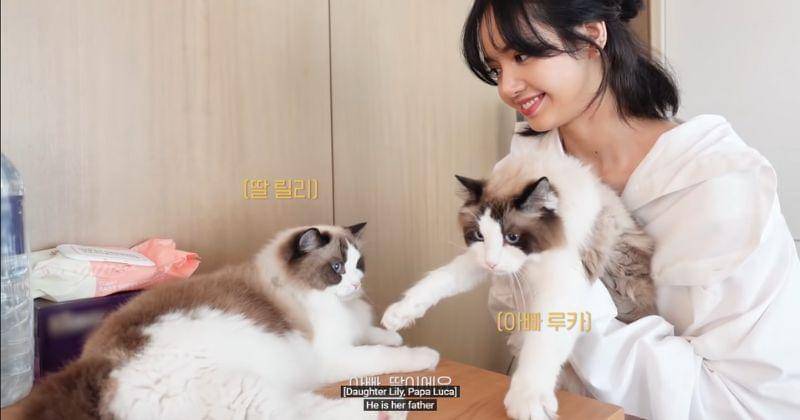 Youtube.com/ Lilifilm Official