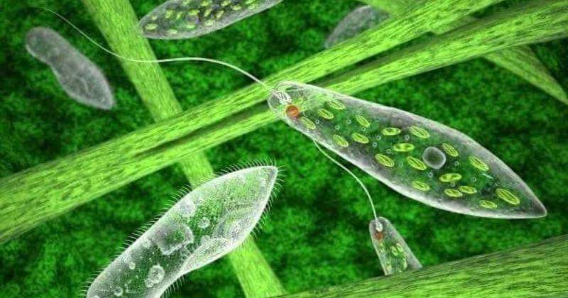 Dok. Biology Dictionary