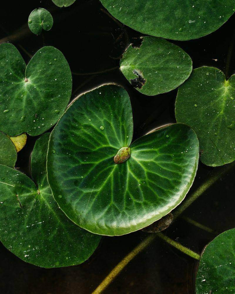 Pexels/Jonathan Borba