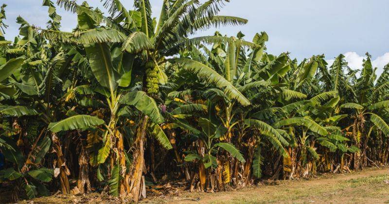 Unsplash/Vije Vijendranath