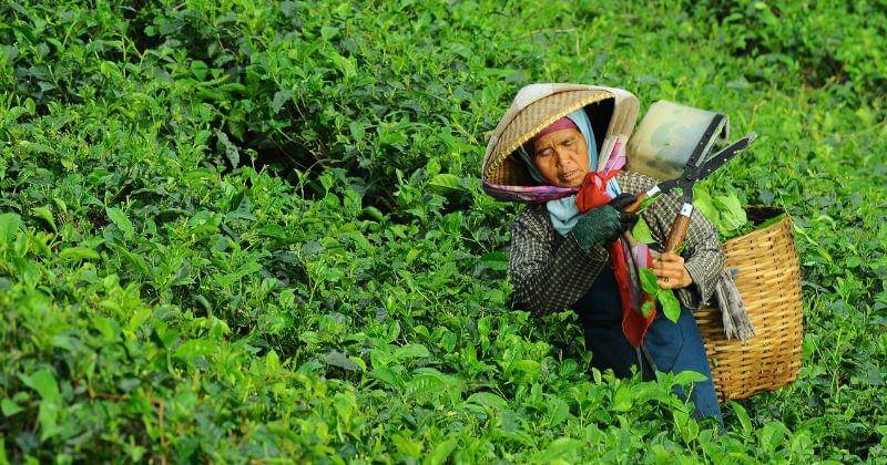 Unsplash/Danurwendho Adyakusuma