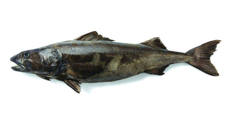 Dok. Alaska Seafood Marketing Institute