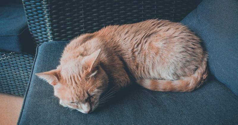 Pexels/Mirco Ian Millar