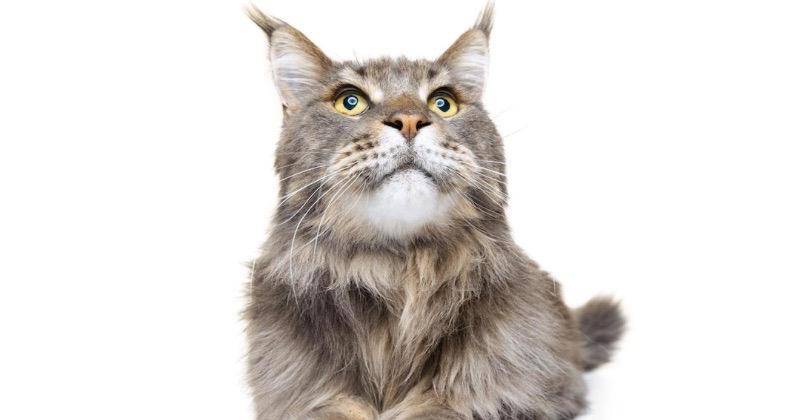 7 Cara Mengatasi Hairball pada Kucing, Rajin Sisir Setiap Hari