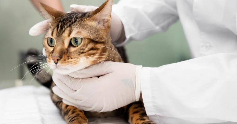 5 Dampak Buruk Kucing Tidak Mau Makan, Cepat Alami Penurunan Kesehatan