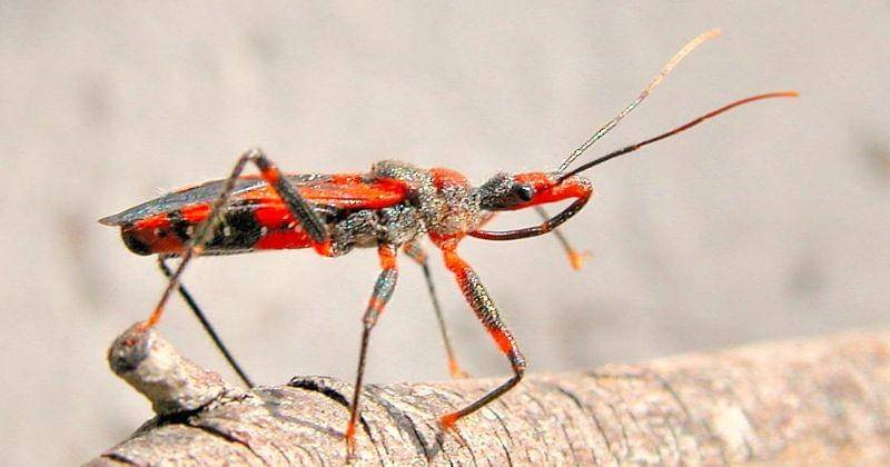 Dok. Brisbane Insects