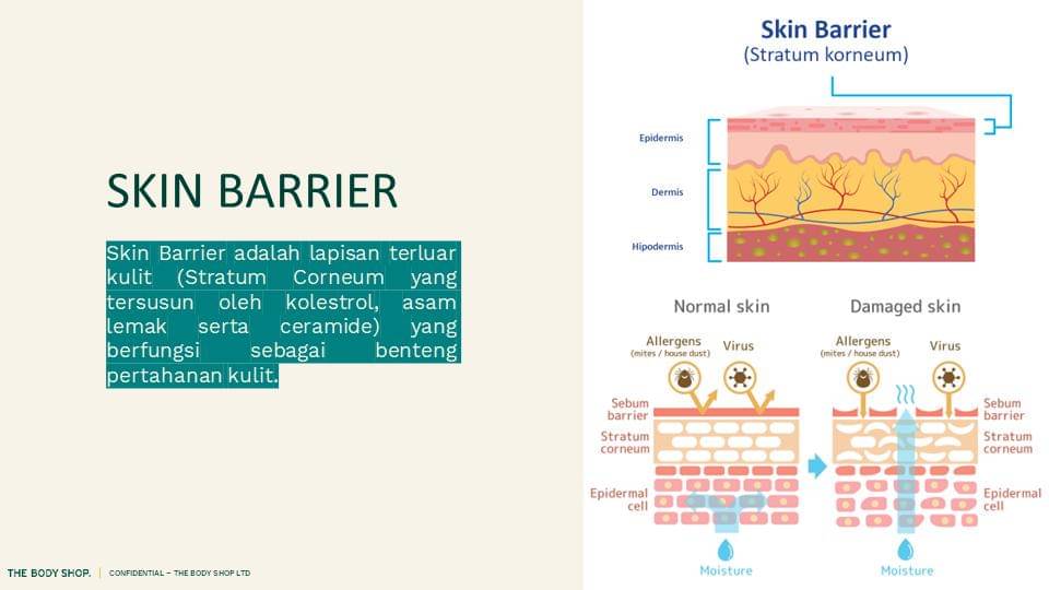 Pengertian skin barrier - Dok. IDN Media