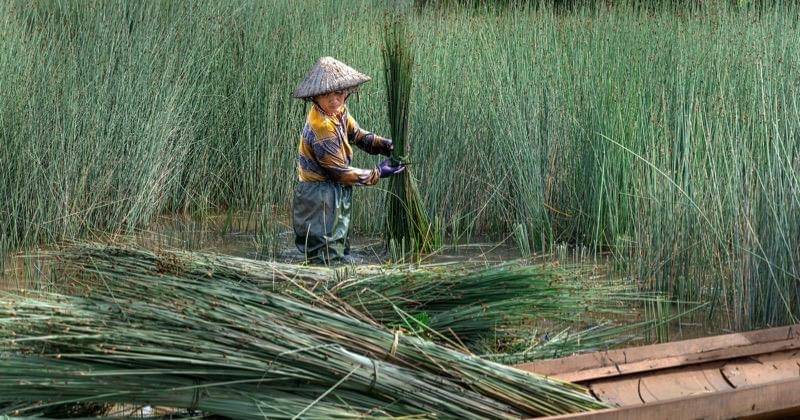 Pexels/Quang Nguyen Vinh