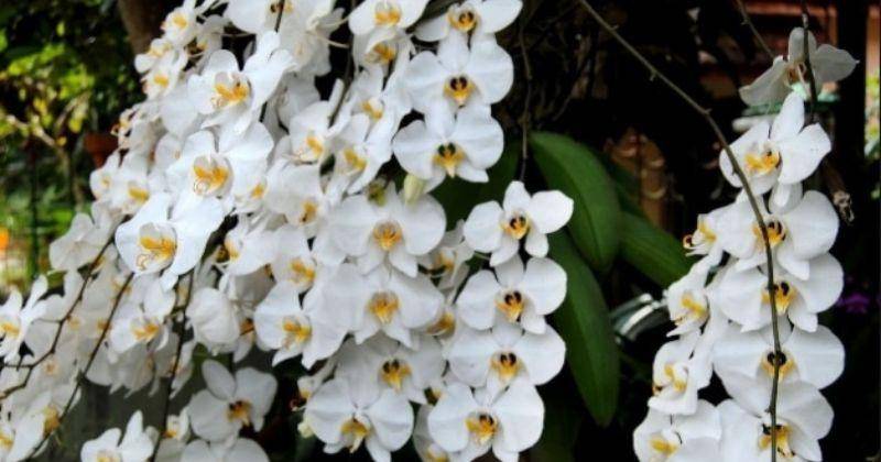 www.faunadanflora.com
