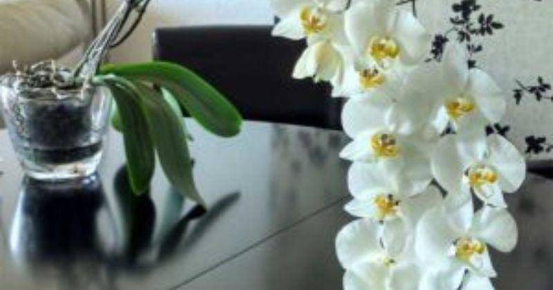 aaorchid.com