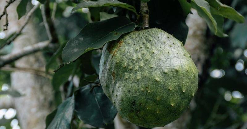 Pexels/Gilmer Diaz Estela