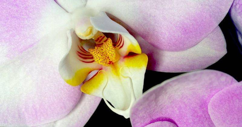 Pexels/Karina Badura