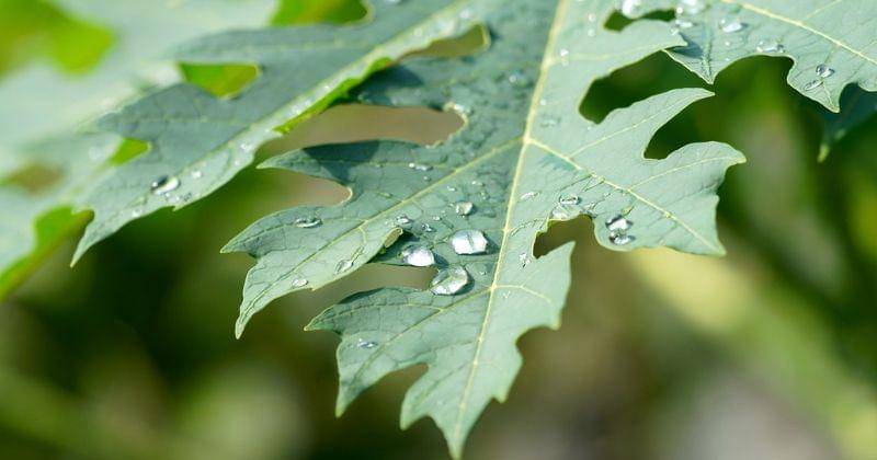 Pixabay/ignartonosbg