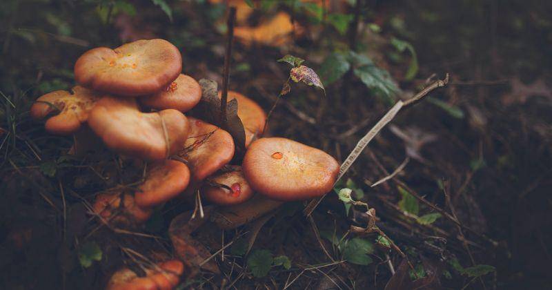 Pexels/Alison Burell