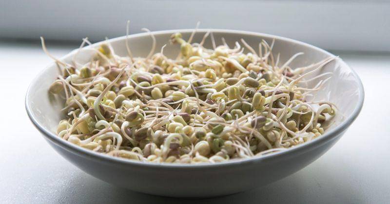 Cara Menyimpan Taoge di Kulkas