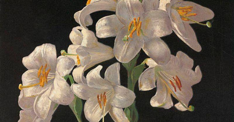 commons.wikimedia.org