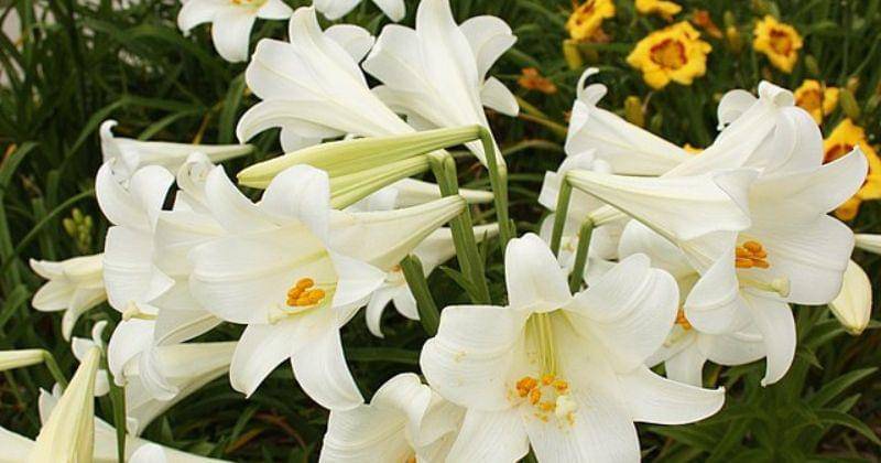 commons.wikimedia.org