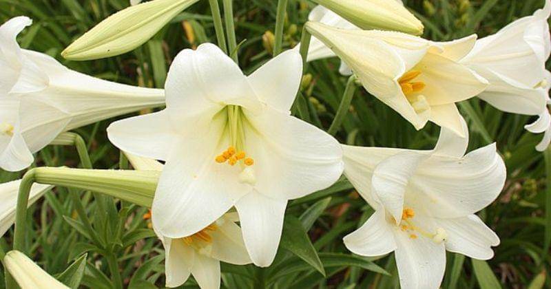 commons.wikimedia.org