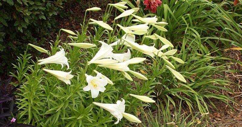 commons.wikimedia.org