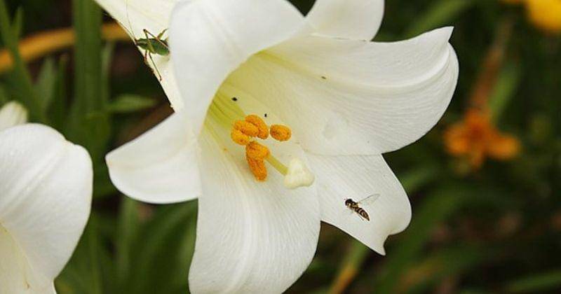 commons.wikimedia.org