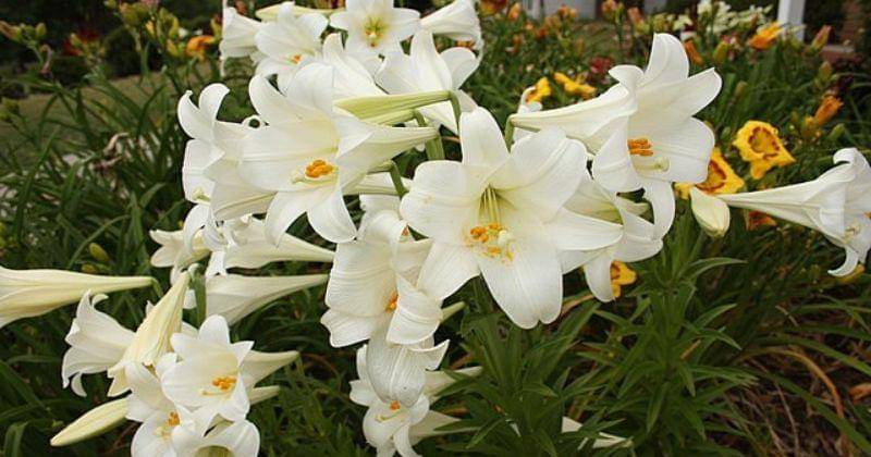 commons.wikimedia.org