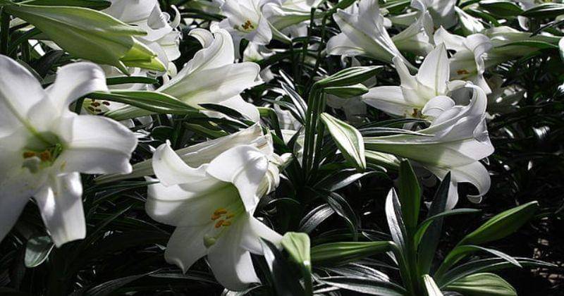 commons.wikimedia.org