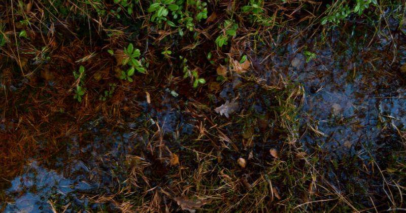 Unsplash/Hanna Vedenpää