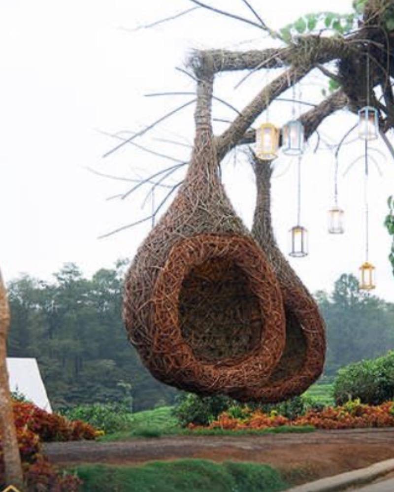 Instagram.com/asstrohighlandciater