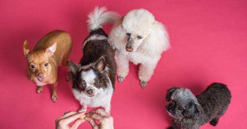 Pexels/Goochie Poochie Grooming