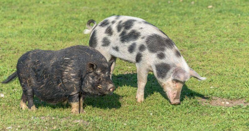 Pexels/christian Décout