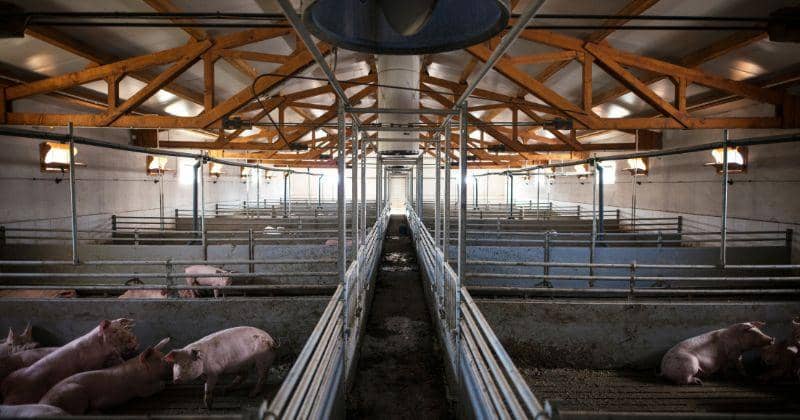 Freepik/aleksandarlittlewolf