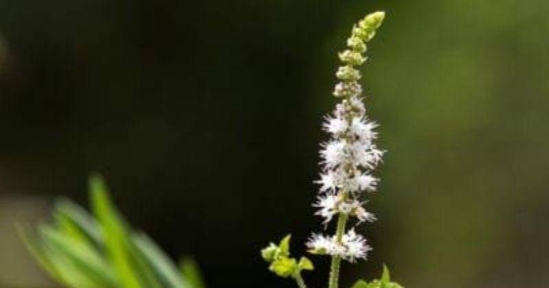 Pinterest.com/gardeningknowhow