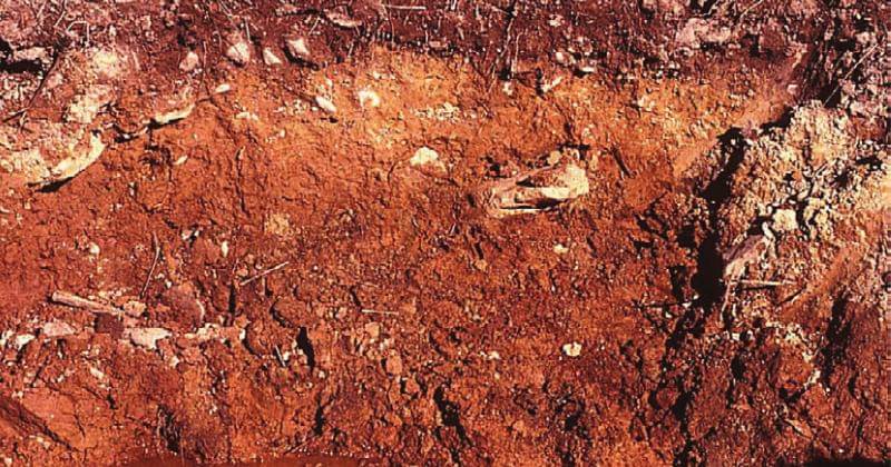 Researchgate/ Jacob Berkowitz