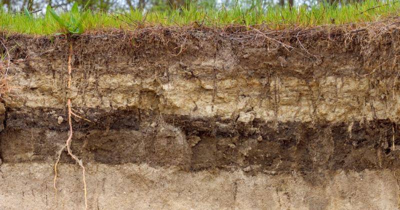 Adobe Stock/ Alexey Slyusarenku